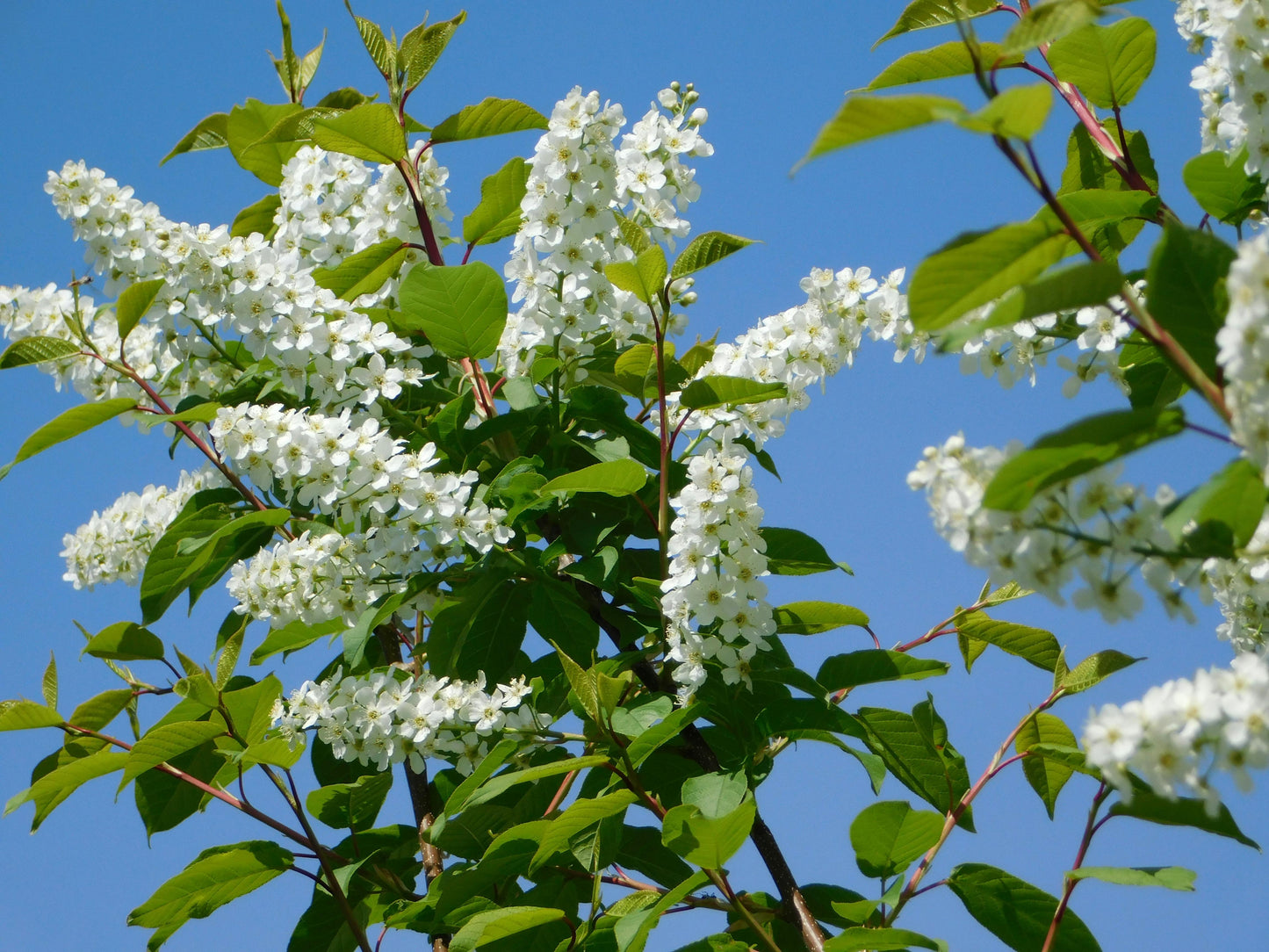 Confetti Panicle Hydrangea