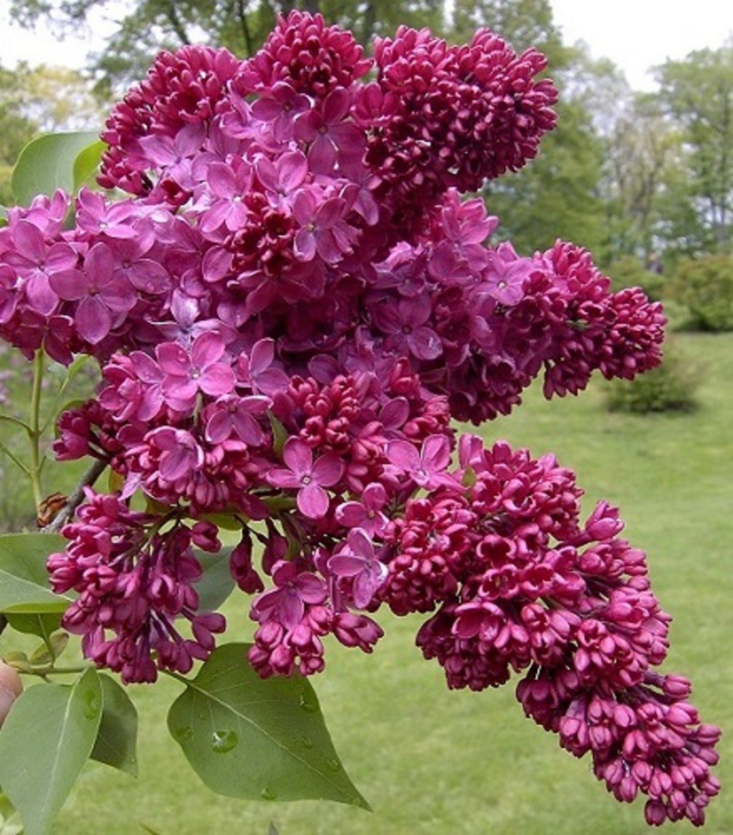 Congo French Lilac – Cold Hardy Magenta-Violet Shrub – Fragrant – Zones 3-8