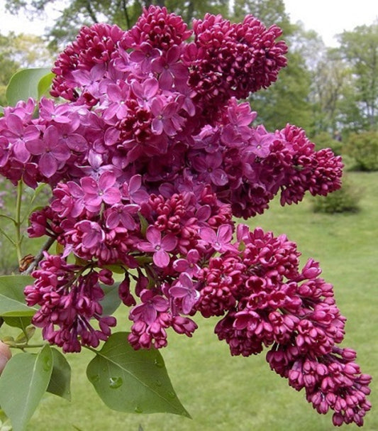 Congo French Lilac – Cold Hardy Magenta-Violet Shrub – Fragrant – Zones 3-8