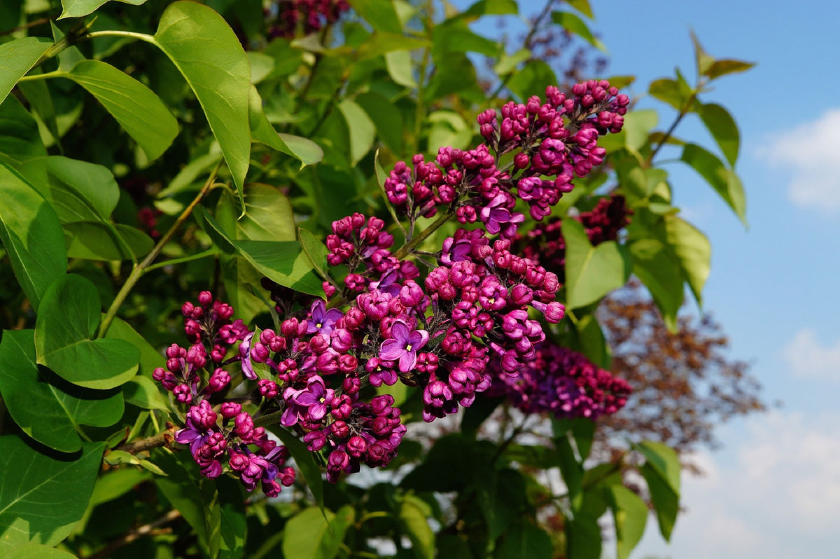 Congo French Lilac – Cold Hardy Magenta-Violet Shrub – Fragrant – Zones 3-8