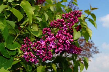 Congo French Lilac – Cold Hardy Magenta-Violet Shrub – Fragrant – Zones 3-8