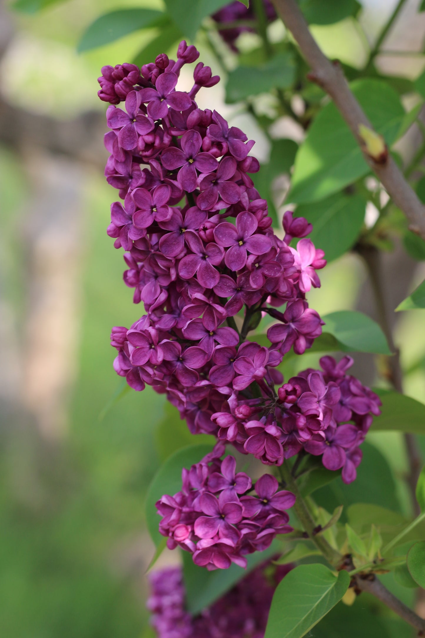 Congo French Lilac – Cold Hardy Magenta-Violet Shrub – Fragrant – Zones 3-8