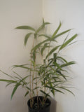 Phyllostachys Decora Bamboo