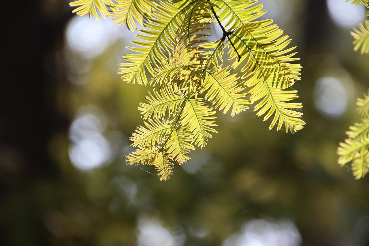 Amber Glow Dawn Redwood Tree