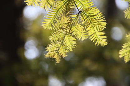 Amber Glow Dawn Redwood Tree