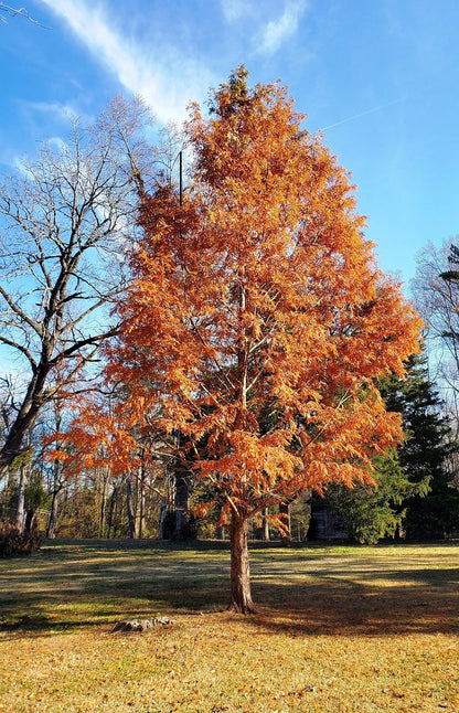 Amber Glow Dawn Redwood Tree