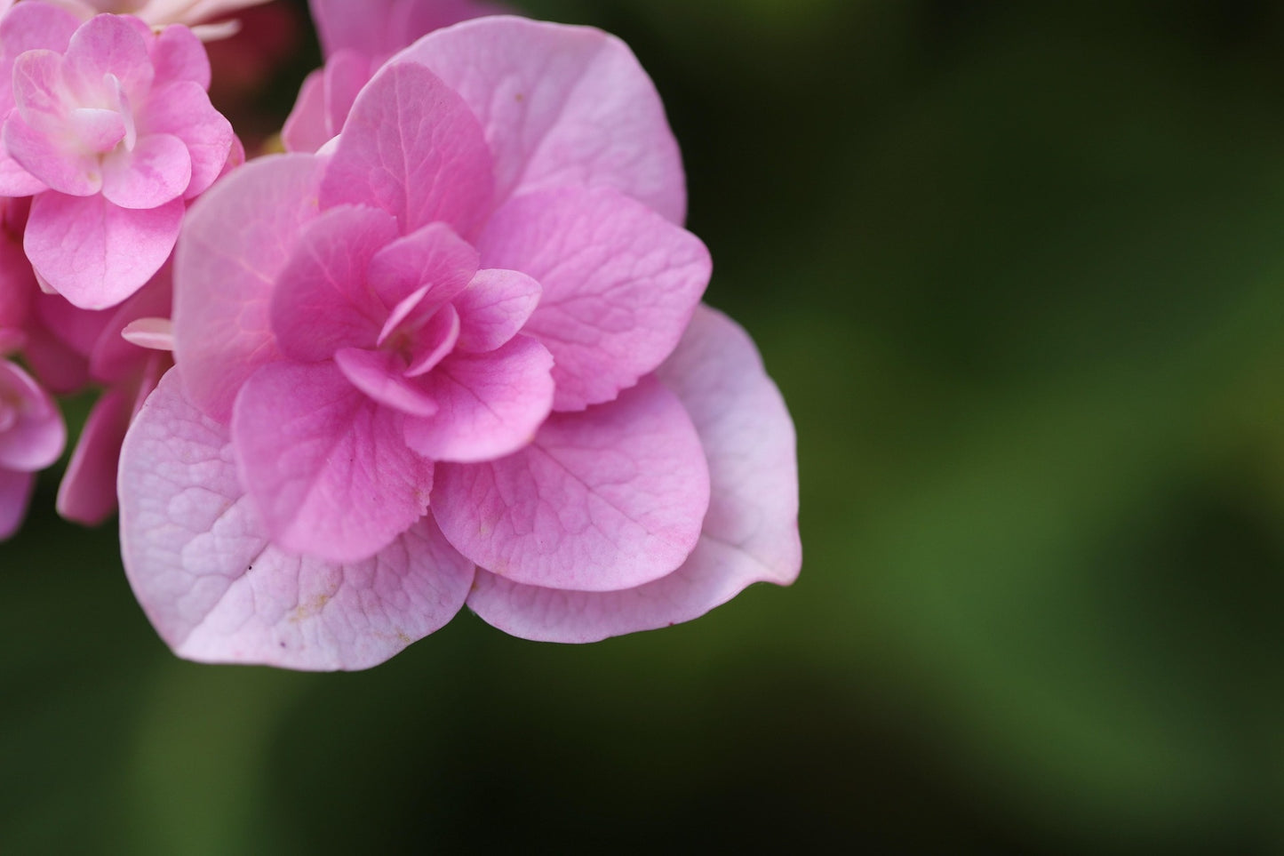 Double Down Bigleaf Hydrangea