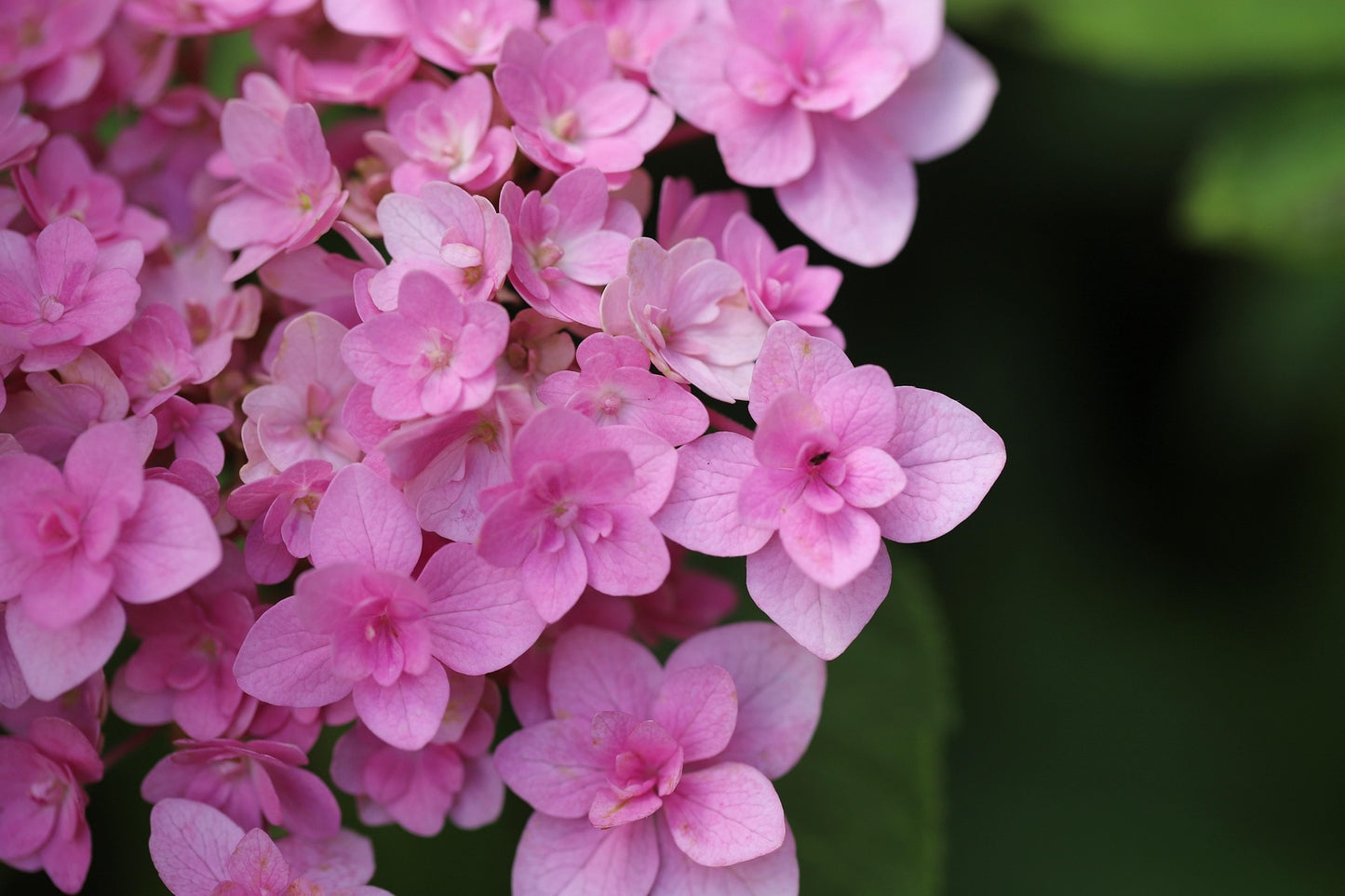 Double Down Bigleaf Hydrangea