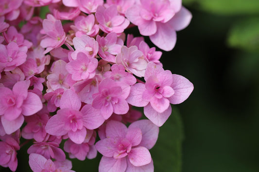 Double Down Bigleaf Hydrangea
