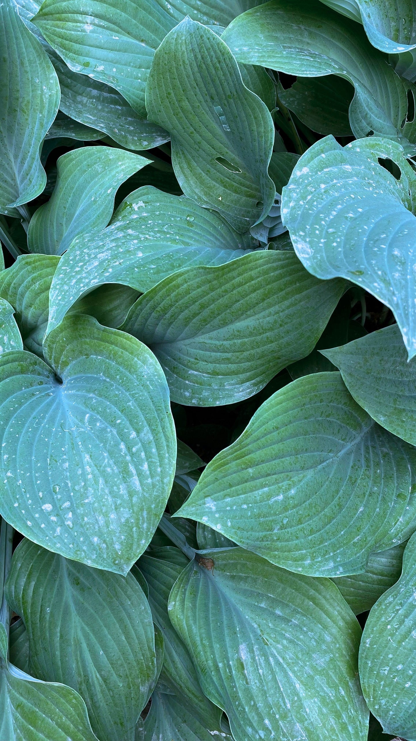 Elegans Hosta