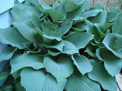 Elegans Hosta
