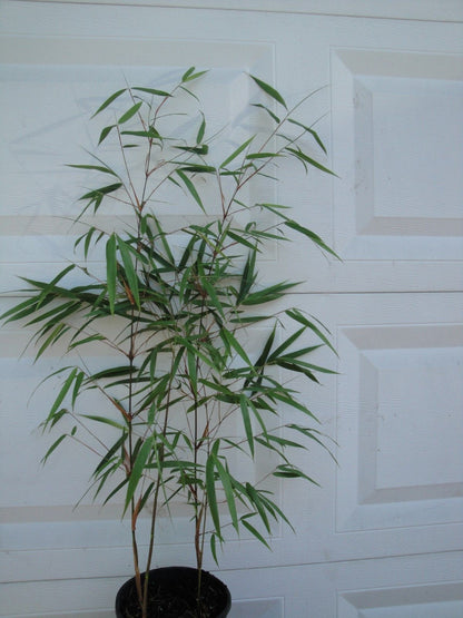 Fargesia Scabrida Bamboo