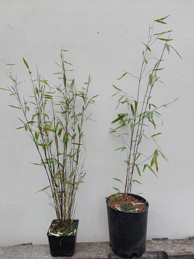 Fargesia Murielae Bamboo