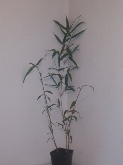 Fargesia Robusta 'Wolong' Bamboo