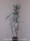 Phyllostachys Aureosulcata 'Spectabilis'  Bamboo