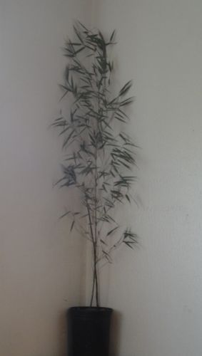 Fargesia Robusta ‘Pingwu’ Bamboo