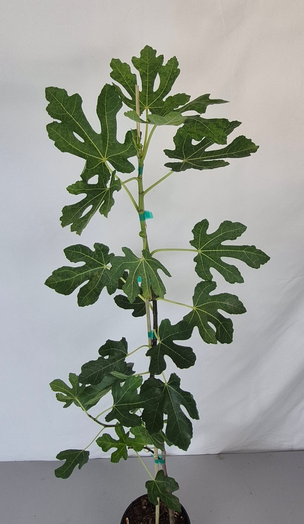 A potted fig tree with multiple green, lobed leaves and a slender stem, shown against a plain light gray backdrop.