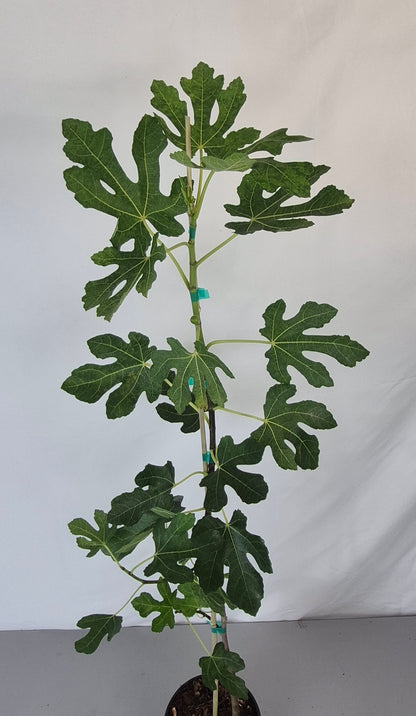 A potted fig tree with multiple green, lobed leaves and a slender stem, shown against a plain light gray backdrop.