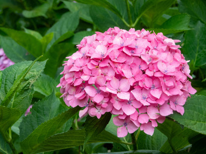 Forever Pink Bigleaf Hydrangea