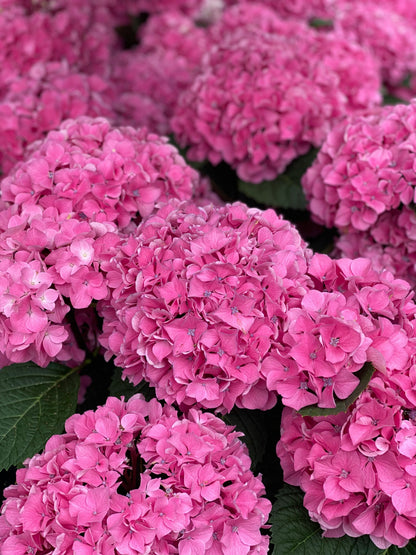 Forever Pink Bigleaf Hydrangea