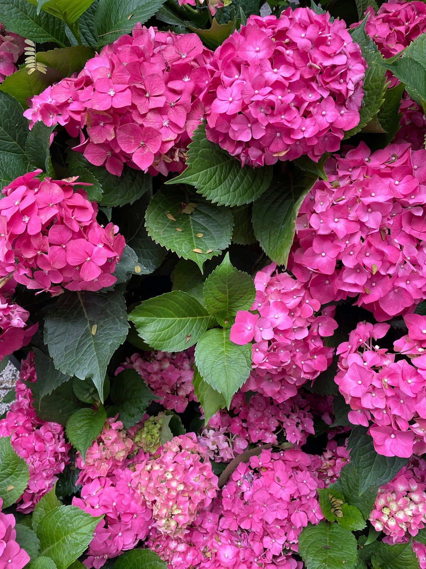 Forever Pink Bigleaf Hydrangea