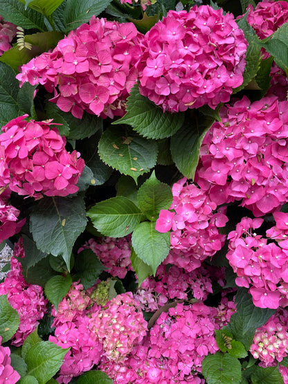 Forever Pink Bigleaf Hydrangea