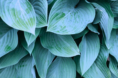 Fragrant Blue Hosta