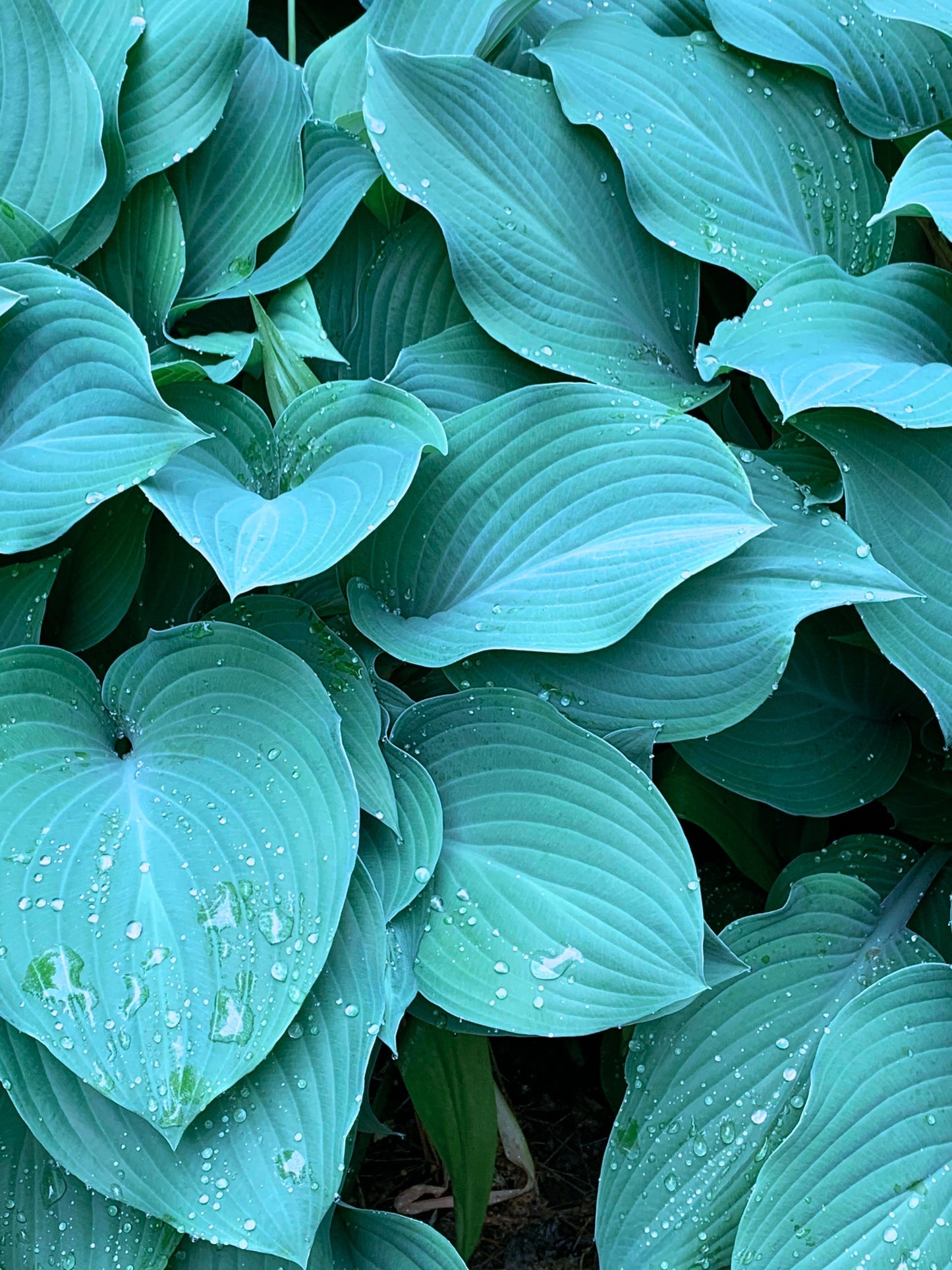 Fragrant Blue Hosta