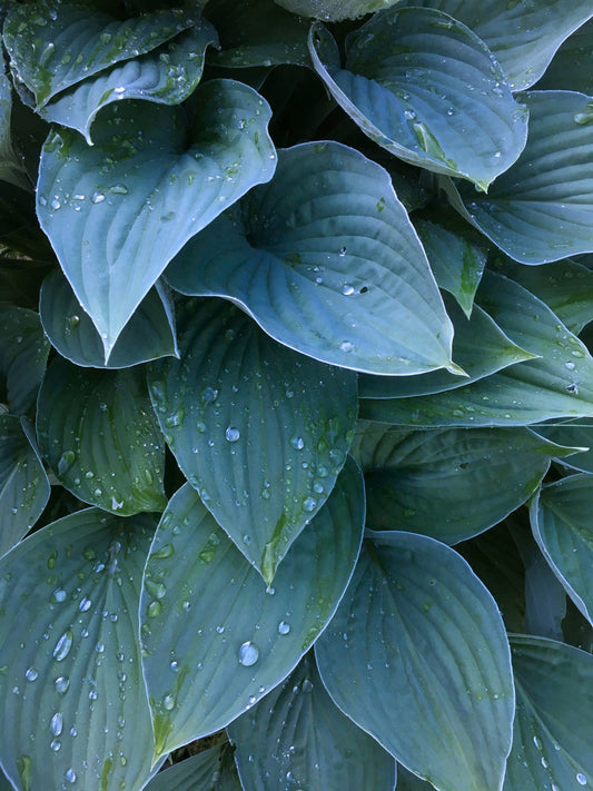 Fragrant Blue Hosta