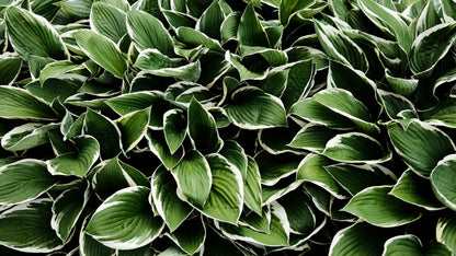 Francee Hosta