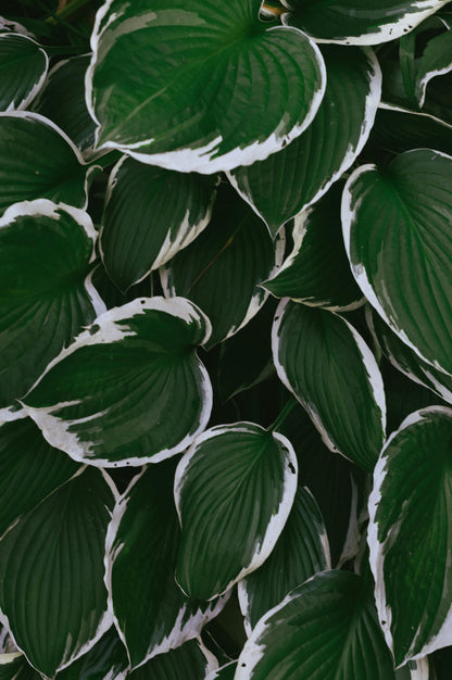 Francee Hosta