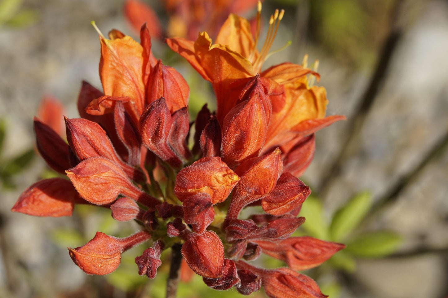 Gibraltar Azalea Shrub (Azalea hybrid ‘Gibraltar’)