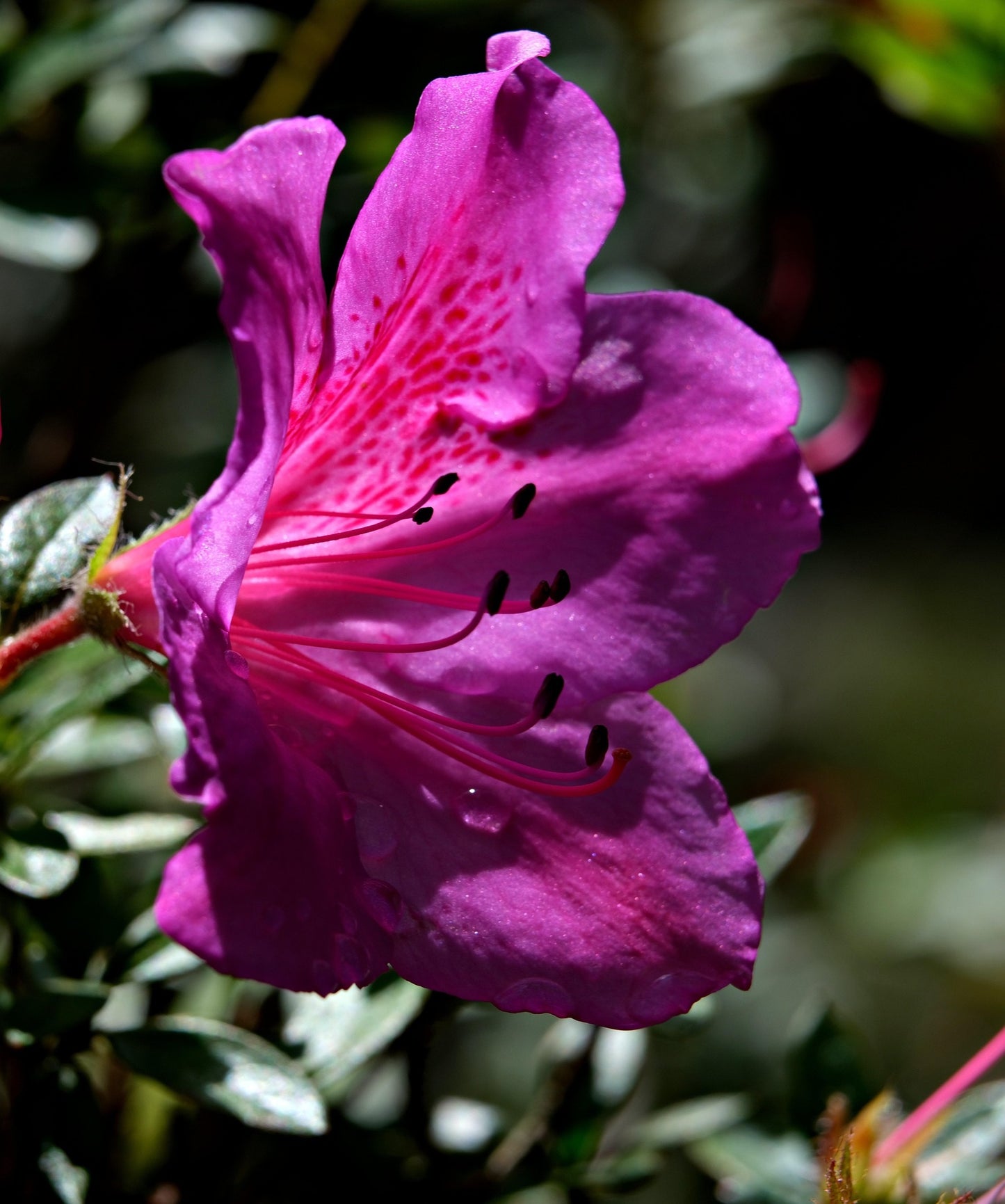 Girard’s Purple Azalea