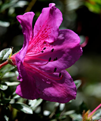 Girard’s Purple Azalea