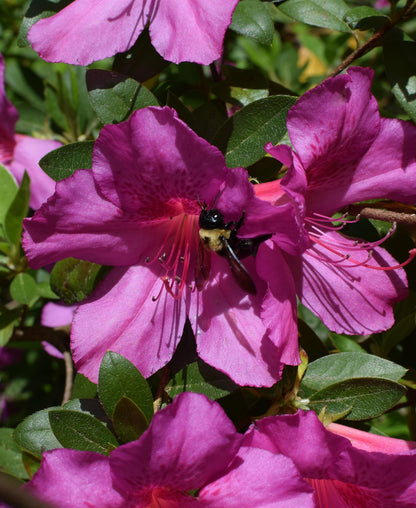 Girard’s Purple Azalea