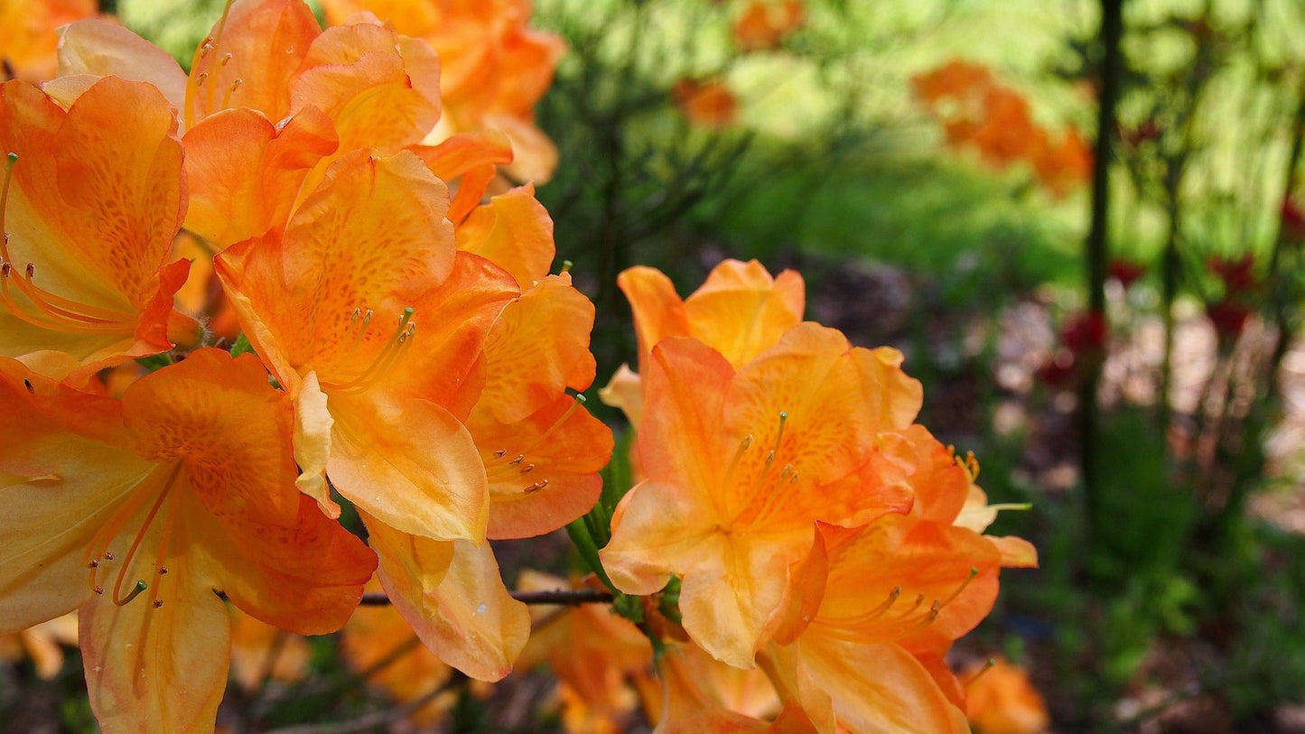 Golden Lights Azalea