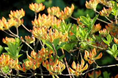 Golden Lights Azalea