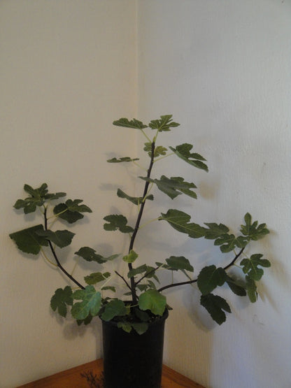 Brown Turkey Fig