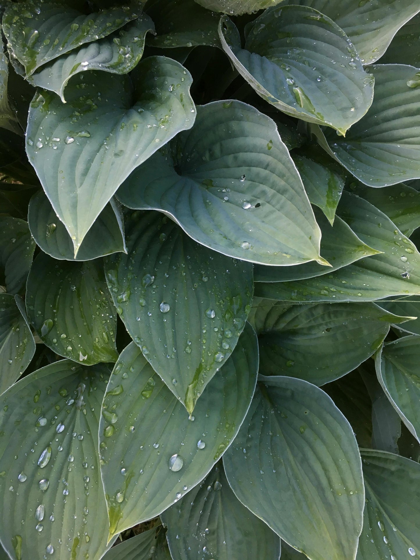 Hadspen Blue Hosta