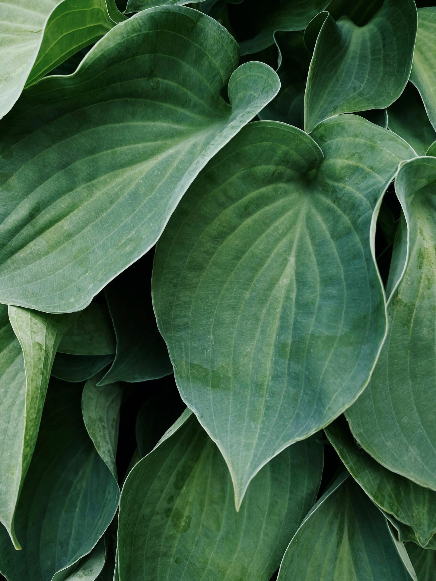 Hadspen Blue Hosta