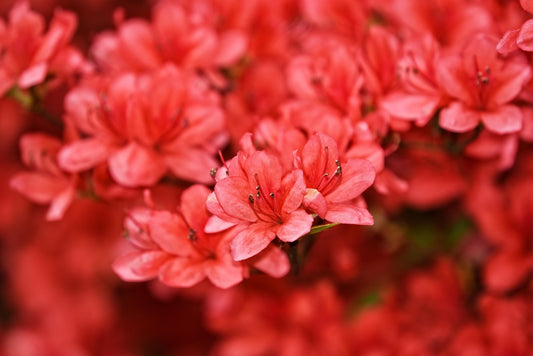 Hino Crimson Azalea