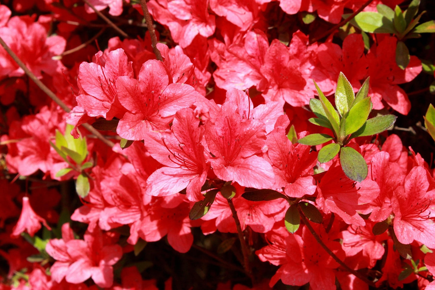 Hino Crimson Azalea