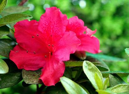 Hino Crimson Azalea