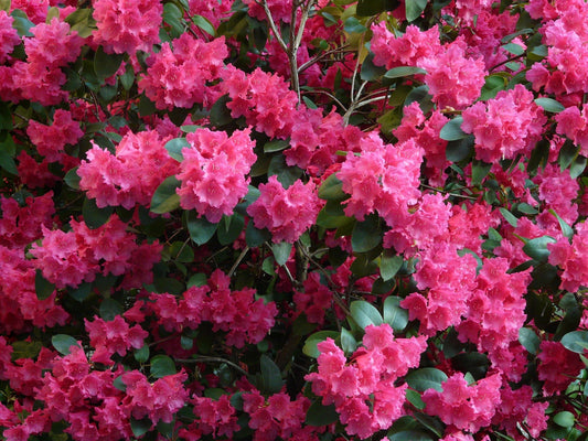 Holden’s Raspberry Ruffles Rhododendron