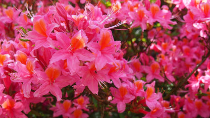 Holden’s Raspberry Ruffles Rhododendron