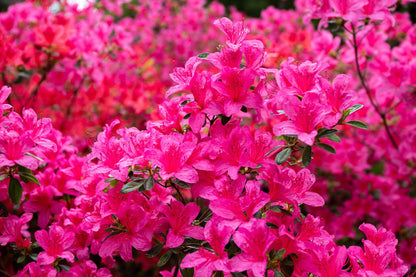 Holden’s Raspberry Ruffles Rhododendron