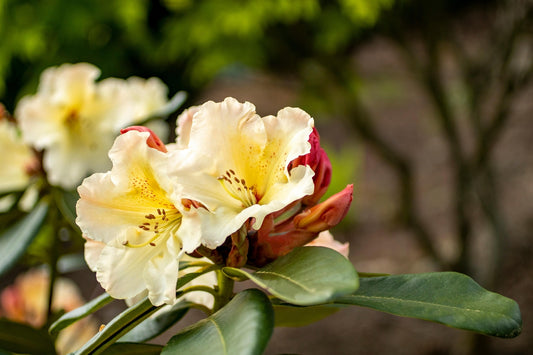 Holden’s Solar Flair Rhododendron