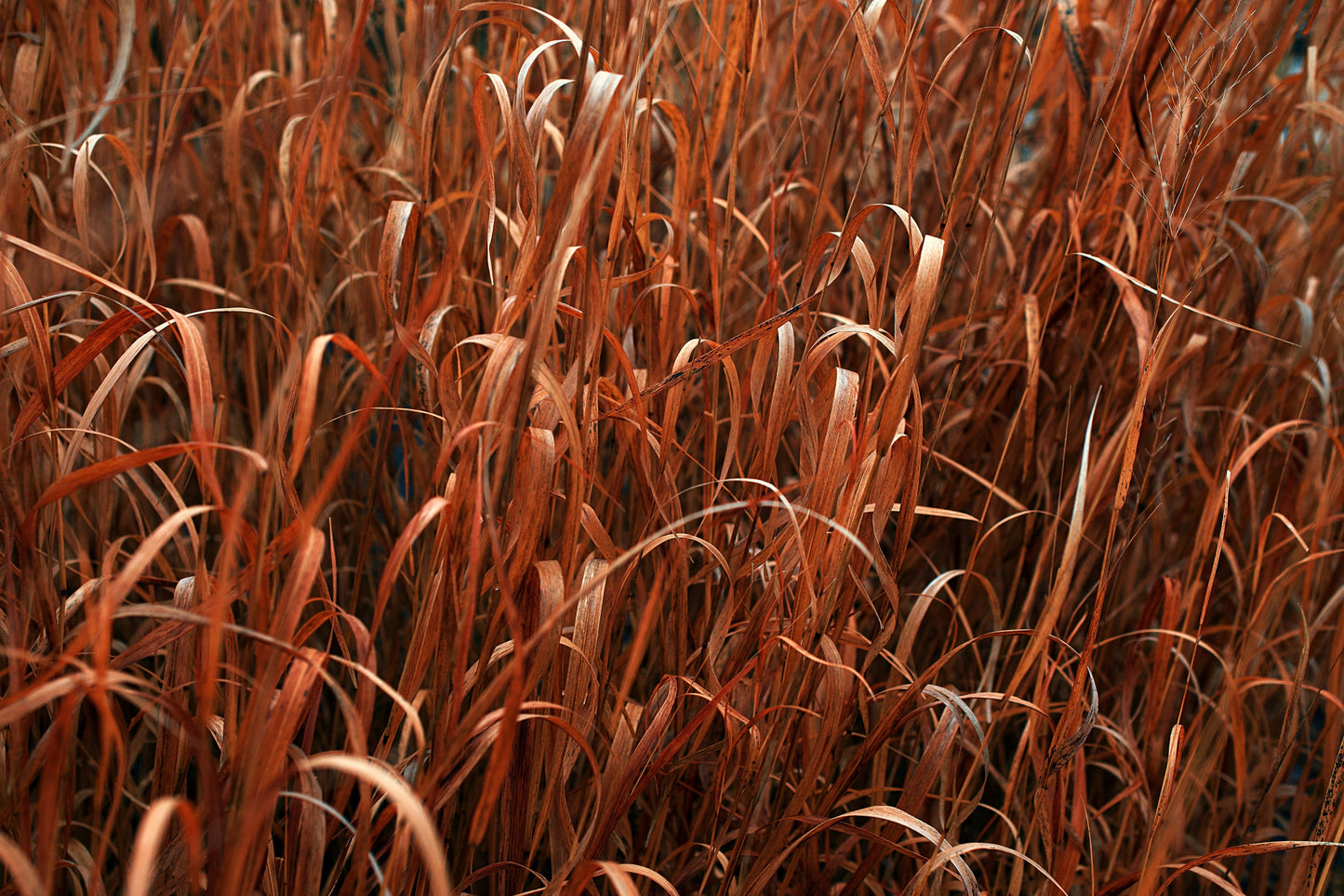 Holy Smoke Big Bluestem Grass (Andropogon gerardii ‘Holy Smoke’)