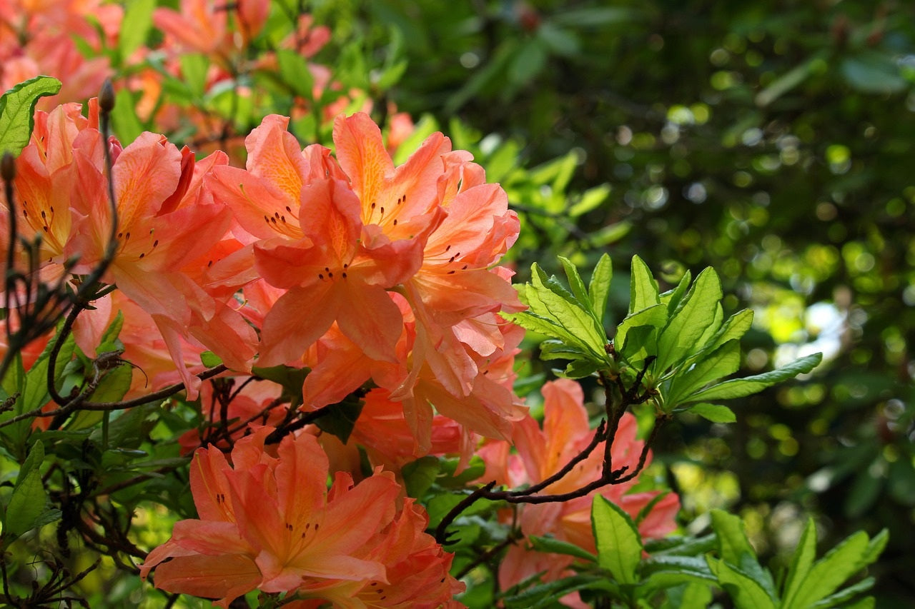 Honey Butter Rhododendron