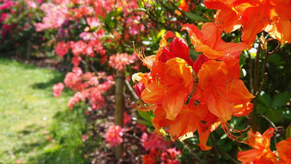 Honey Butter Rhododendron